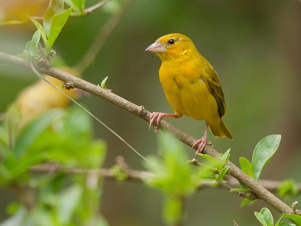 <h3><a href="/trips/tanzania/biota/animalia/chordata/aves/040 passeriformes/121 fringillidae/serinus flavivertex/serinus flavivertex-nl.html">Serinus&nbsp;flavivertex</a> / Yellow‑crowned&nbsp;canary / Geelkruinkanarie</h3>OM-1 Mark II met OLYMPUS M.150-400mm F4.5, 1/2000 sec  bij F4.5, ISO 1250, afstand 12.5&nbsp;m